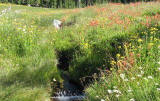 Source Source spring in panther meadow